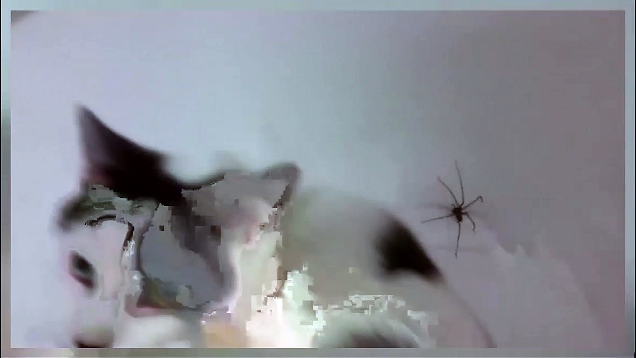 Spider Fight with Cat Till Death | Animals Fight | Viral Videos | Funny Animals