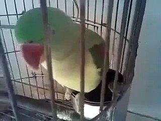 Parrot Reciting Kalma SubhanALLAH