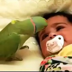 What did this parrot do with this child ..... SUBHAN ALLAH