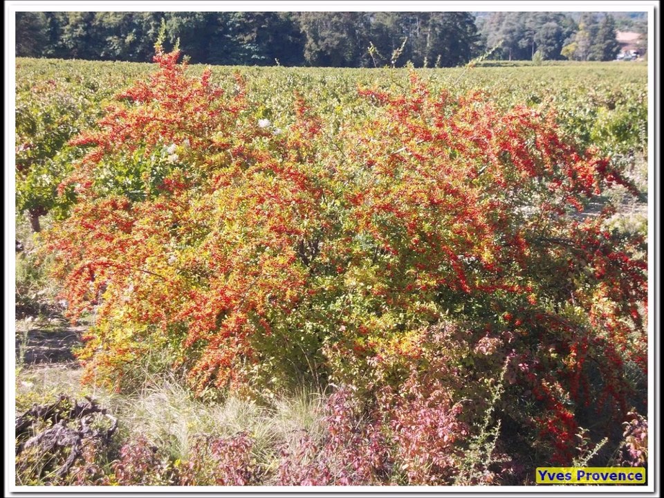 83 - Rians - Randonnée et géocaching