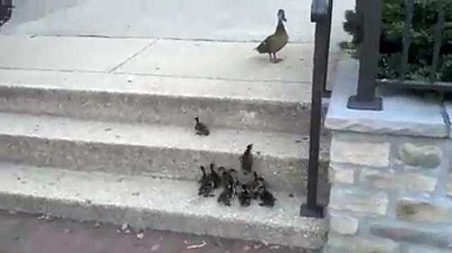 Try Try Again, (Isy kehty hain Maa ka Payar)