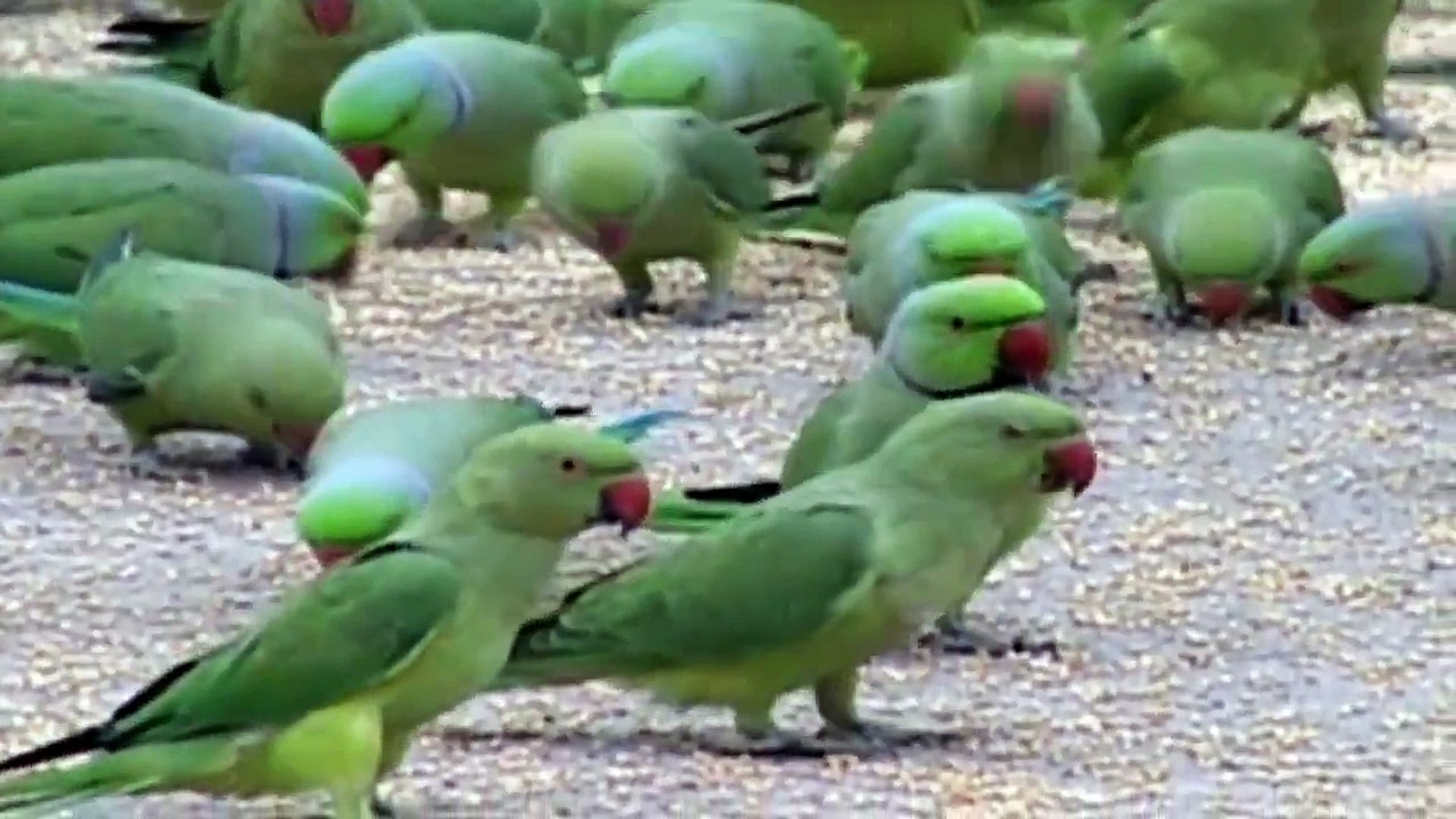 Green parrots sale
