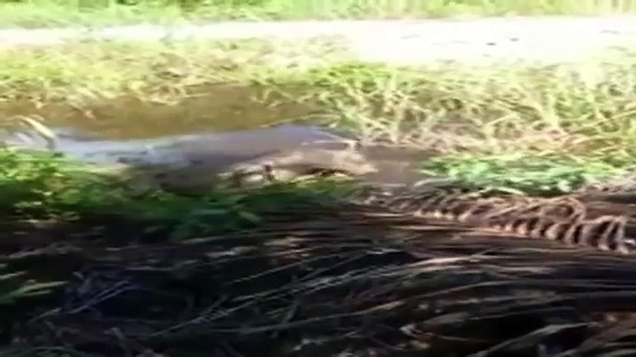 Strange looking creatures