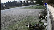 L'attaque du renard!
