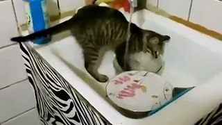 Кот посудомойщик! Смотреть всем
