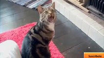 Videos graciosos 2014 - Videos de risa de animales chistosos - Perros, gatos y mas!