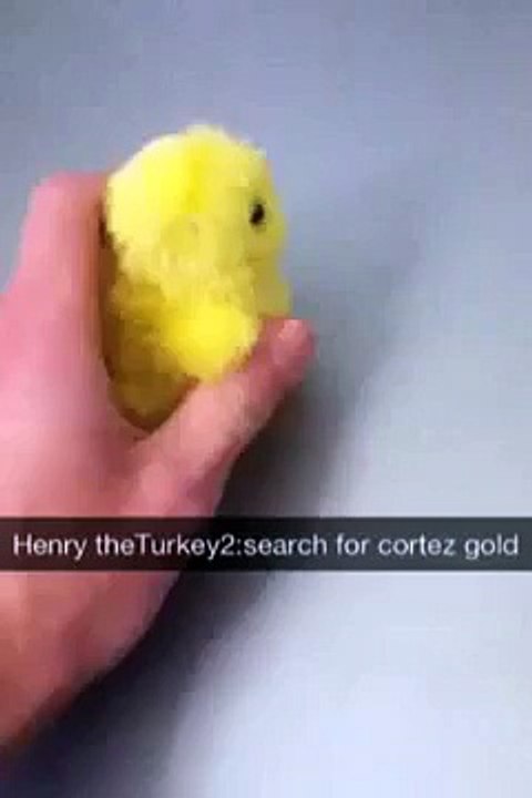 Henry the Turkey part 2 :the search for cortezs gold