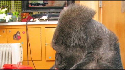 Koko the Gorilla Crying following death of her Friend Robin Williams