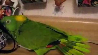 Amazon talks and sings. Funny green parrot
