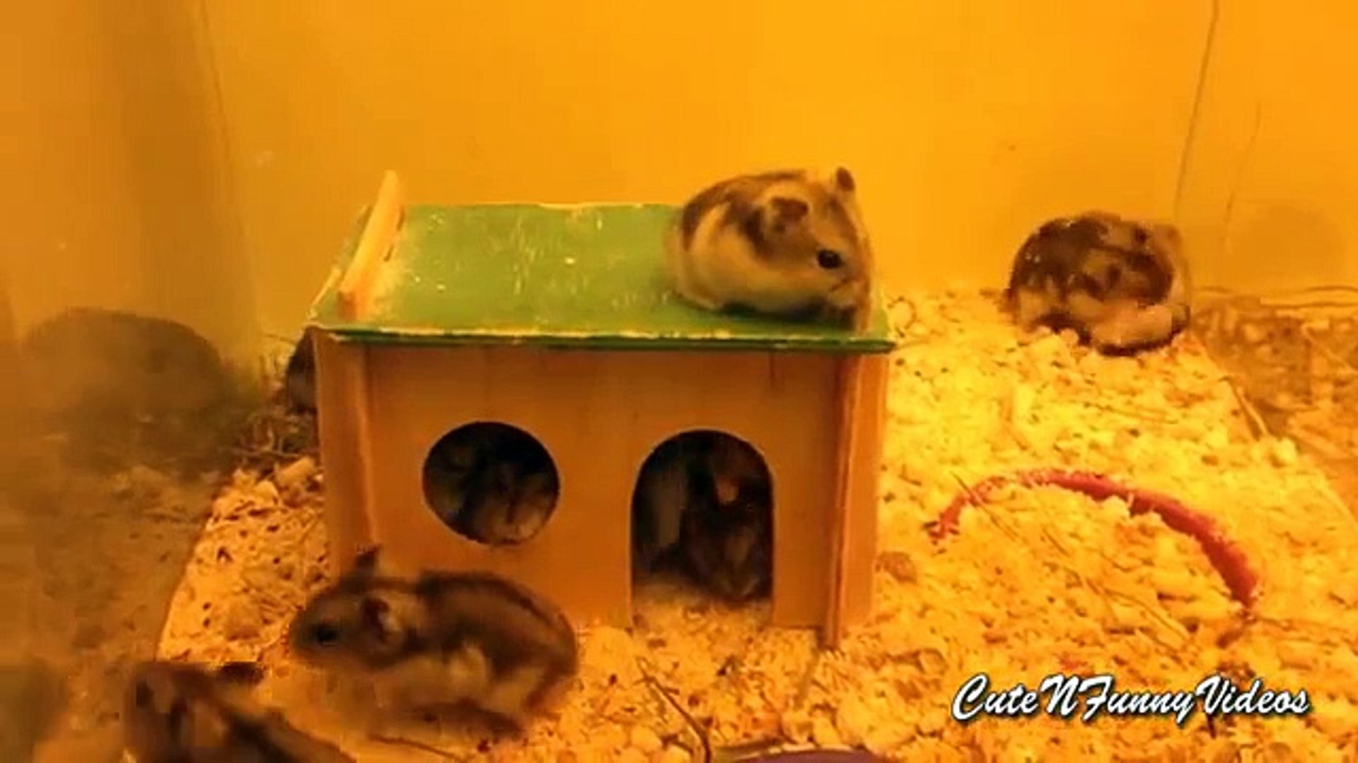 ⁣20 hamsters in the house. Funny hamsters