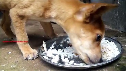 Causa nobre. Alimentando o filhote de cachorro com fome