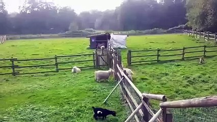 Baran breaking the gate. cool sheep