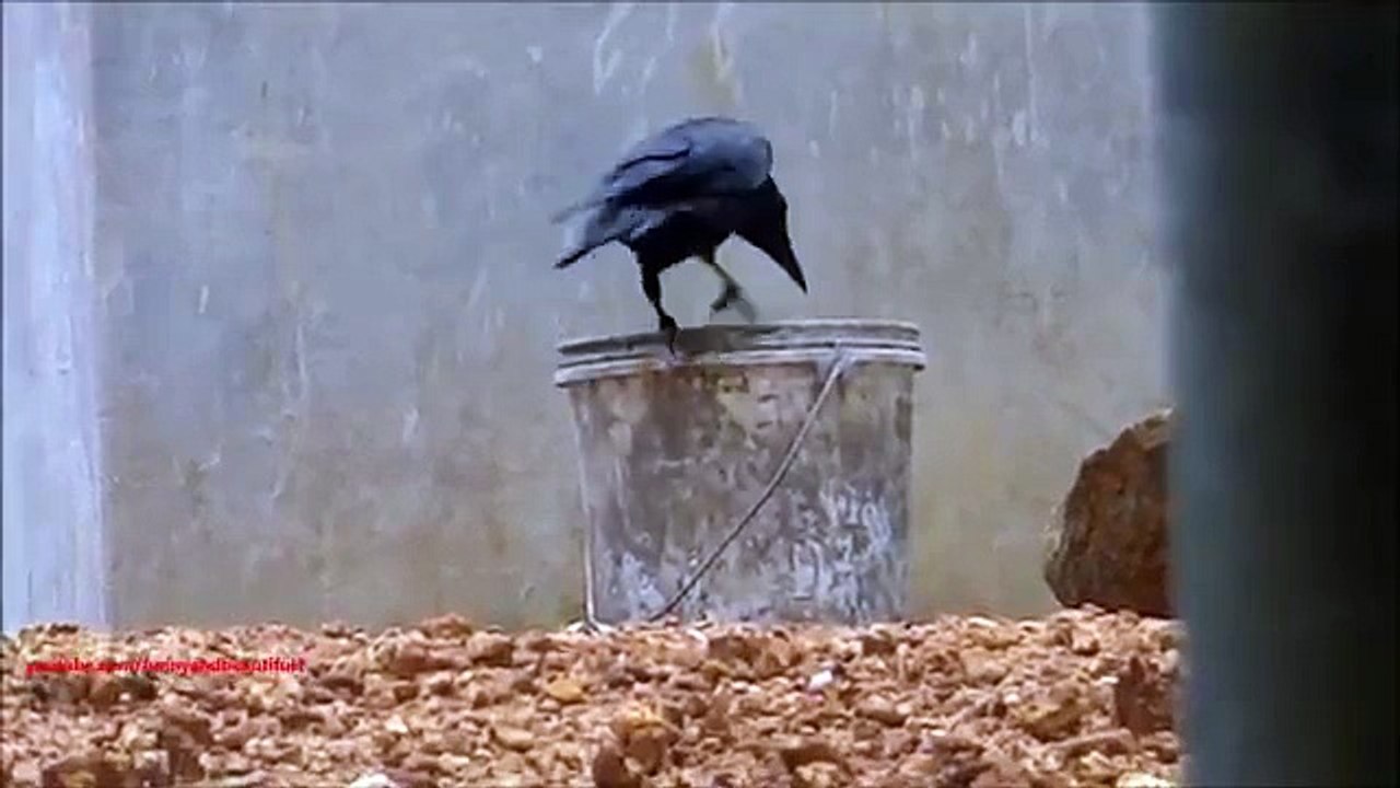 Running around in circles. Funny Crow rides a bucket