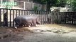 Hippo plays with the keeper in the zoo Tbilisi. Funny hippopotamus