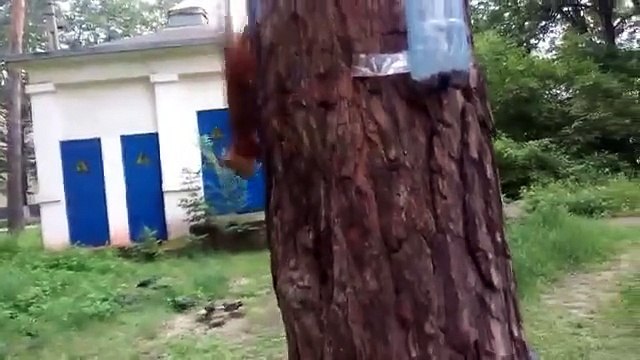 Squirrel eats. Funny squirrel eating