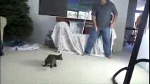 Jeux fous dans l'appartement avec son chat savane. Chat saute haut