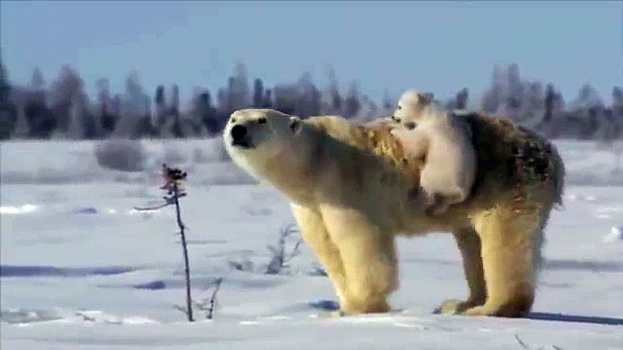 Ours blanc avec ses petits. Ours drôle avec deux oursons amusant