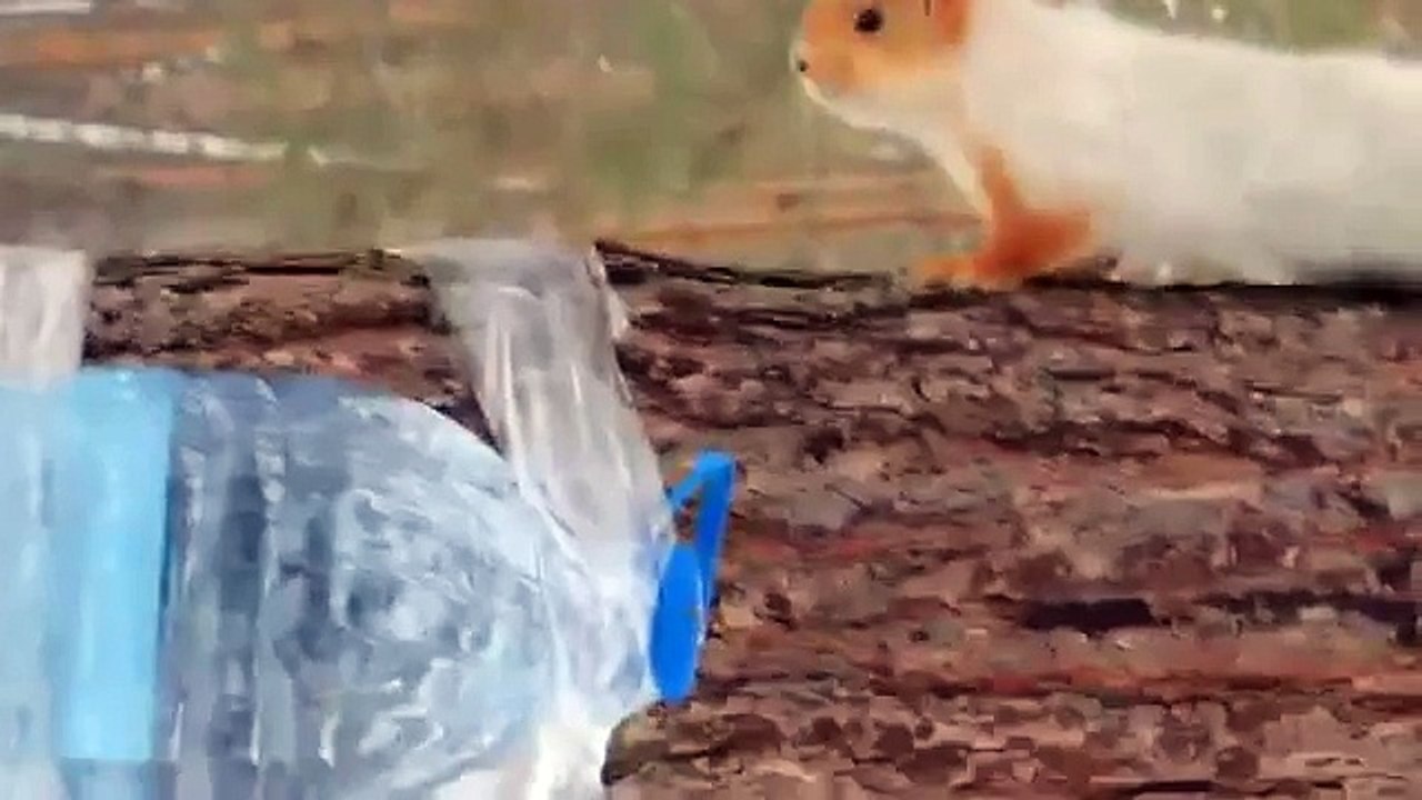 Squirrel repas. Drôle petit rafraîchissement de protéines