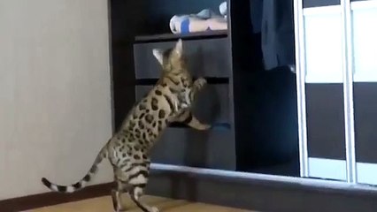 Bengal cat looking for. Cat rummages in the drawers