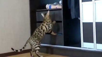 Bengal chat recherchez. Cat fouille dans les tiroirs