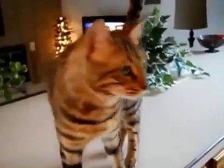 Gato de Bengal está com fome. gato com fome