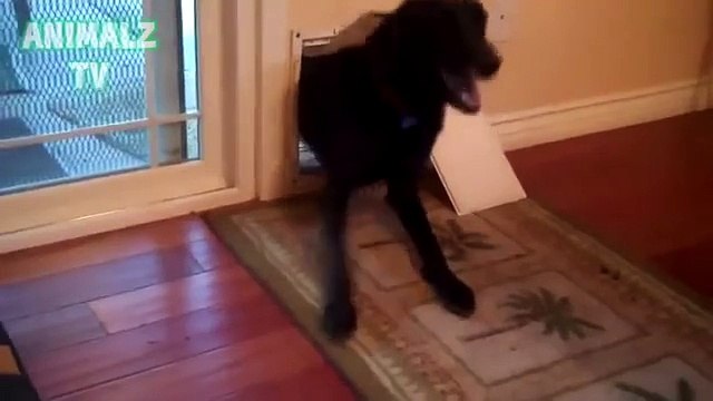 Porte per cani grandi e piccoli. Divertente grande cane striscia in porta gatto