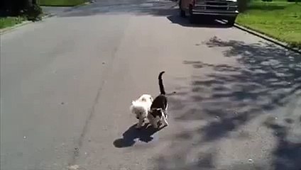 Cat helps blind dog to see where hes going