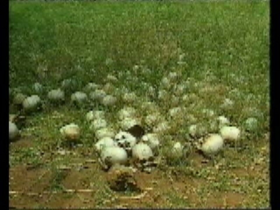 2- Maudits soient les yeux fermés