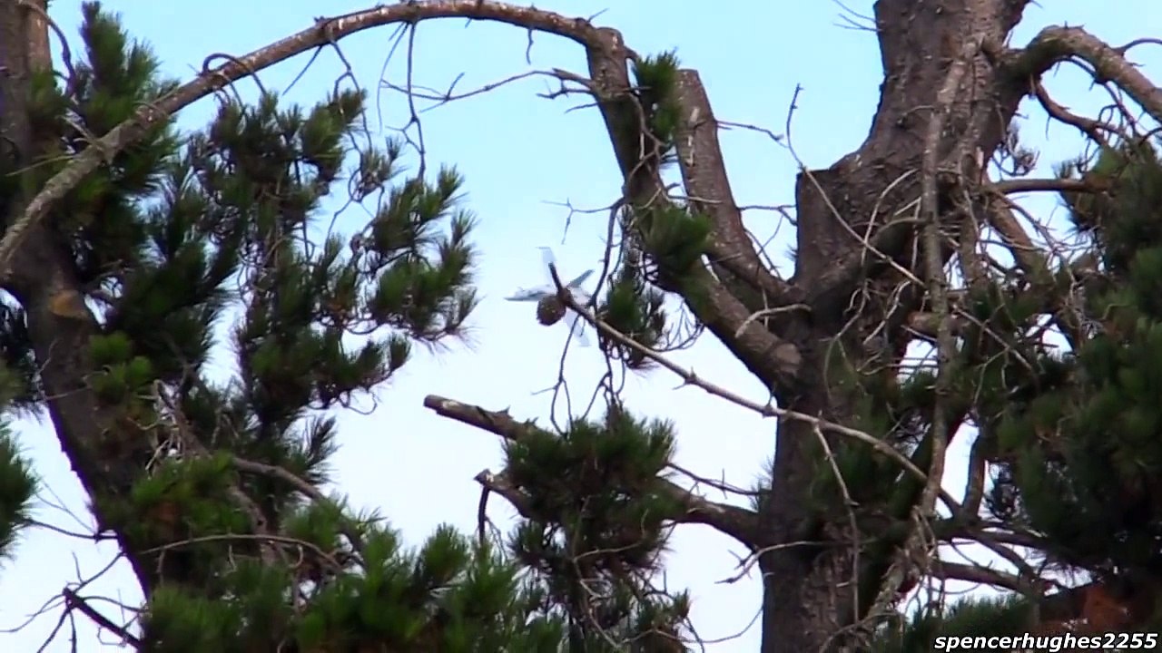 2015 California International Air Show CF 18 Hornet Canadian Forces Demo