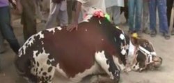 Unique Cow in Sohrab Goth -اللہ کے حکم پر گائے خود قربان ہونے کو تیار ہے
