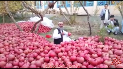 نن د افغانستان شكلي انار درباندي وگورم د قندھار انار ديره شكلي ويديو ده له هيوادوالو سره يي هم شريكه كرى