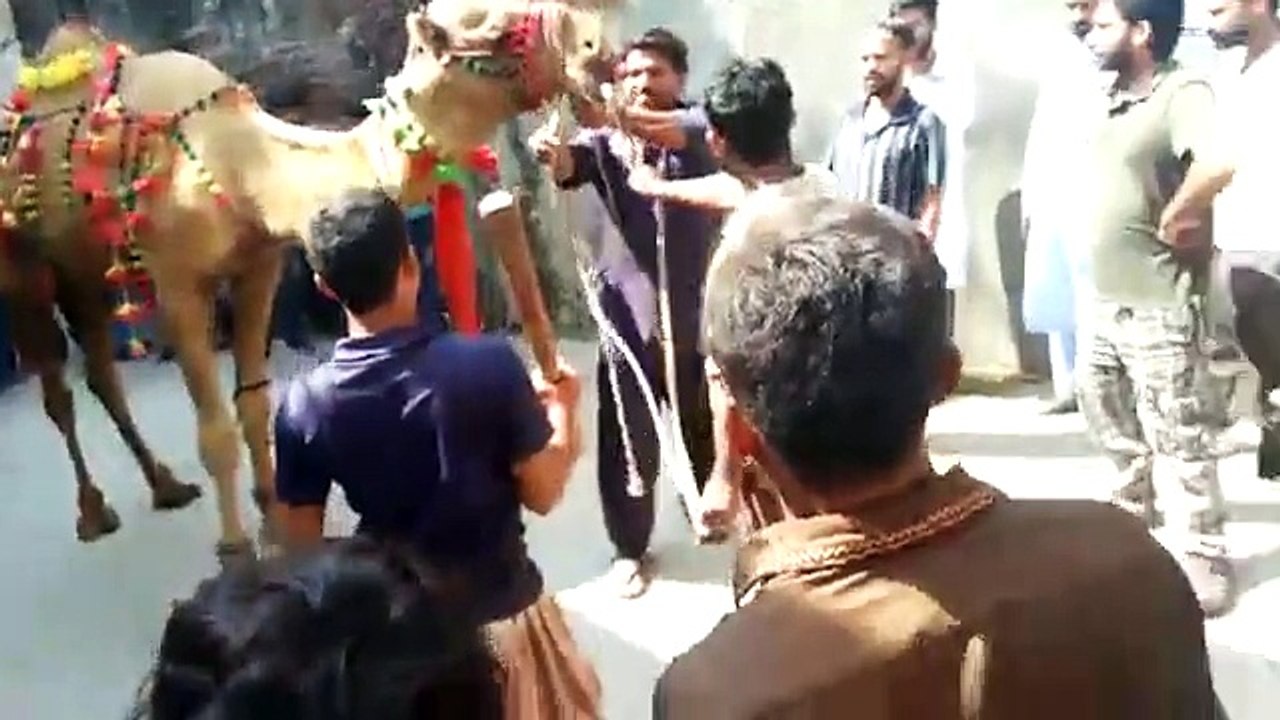 Camel for qurbani
