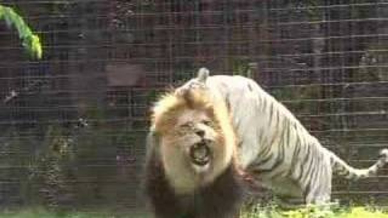 LION or TIGER The VS debate