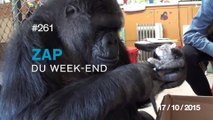 ZAP DU WEEK-END #261 : Double Backflip Superman - Travis Pastrana / Koko le gorille est ses nouveaux amis /