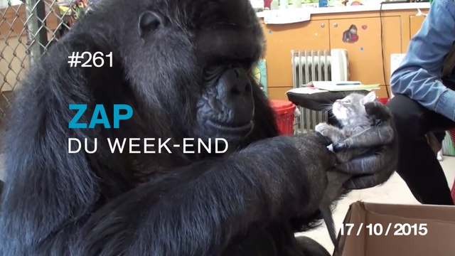 ZAP DU WEEK-END #261 : Double Backflip Superman - Travis Pastrana / Koko le gorille est ses nouveaux amis /