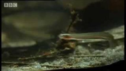 Horror story: Candiru: the Toothpick Fish - Weird Nature - BBC animals