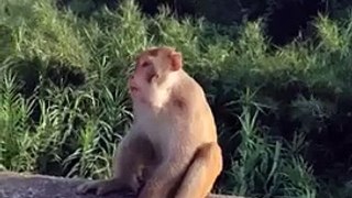 monkey funny video
