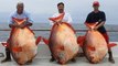 Big Fishes of the World: Lucky anglers catch THREE extremely rare OPAH fish in one day