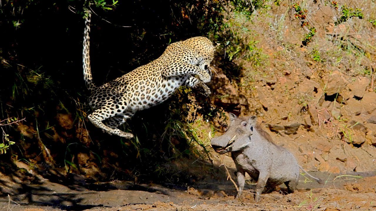Leoparın Yaban Domuz Avı Başarısız Oldu