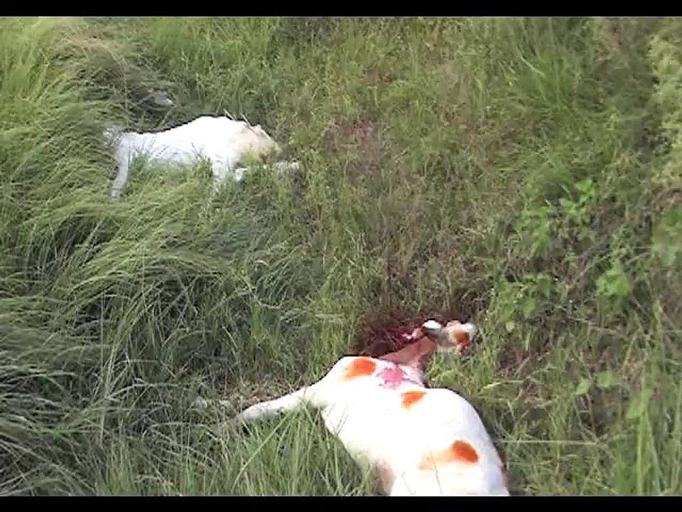 Killed Bakra