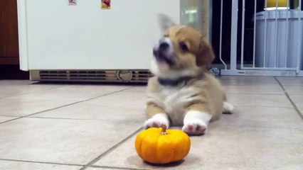Ce bébé chien a peur d'une citrouille - Il déteste Halloween celui-là