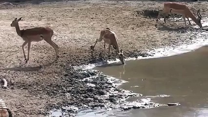 Yazık Tamda Havaya Girmişti - Funny videos - Komik videolar