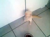 ► Este Gato Se Ha Vuelto Completamente Loco! JAJA - humor gatos - video divertido gato