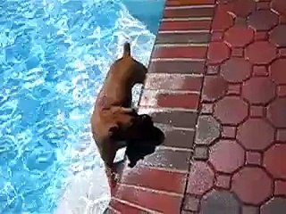 ★ AL PERRO DEL VECINO LE ENCANTA MI PISCINA - Perros Locos Humor Divertidos Chistosos risa