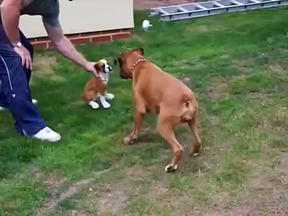 ★ BOXER PELEA CONTRA UNA ESTATUA ★ Perros Locos - Humor Perros - Perros Divertidos Chistosos