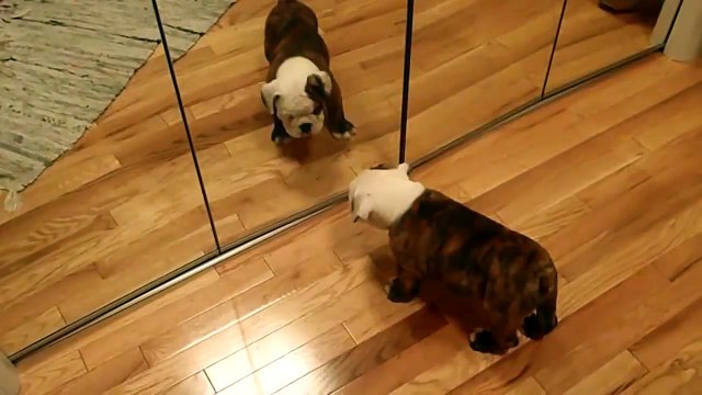 ★ BULLDOG SE ENFRENTA A EL MISMO, JAJA ★ Perros Locos - Humor Perros Perros Divertidos Chistosos