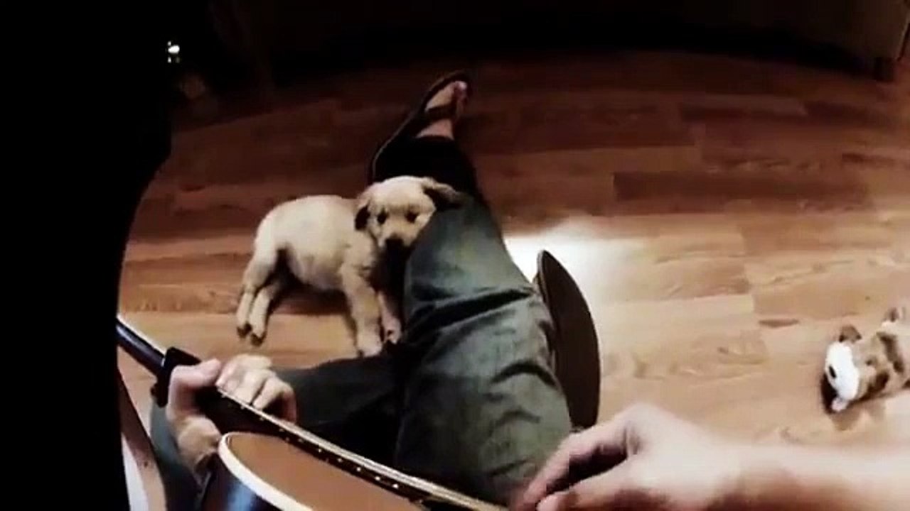 ★ CACHORRO RELAJANDOSE CON EL SONIDO DE LA GUITARRA DE SU DUEÑO! - Perros Locos Humor Divertidos