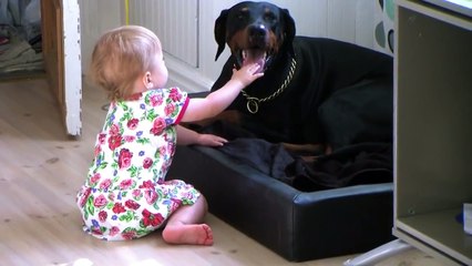 ★ DOBERMAN PELIGROSO JUEGA CON BEBE - Perros Locos Humor Divertidos Perros Chistosos Risa