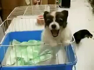 Y Dicen Que Los Perros No Hablan ★ Perros Locos Humor Divertidos Chistosos risa