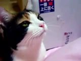 Ya se Hablar Como Los Gatos! ★ humor gatos - video divertido gatos chistosos risa gato